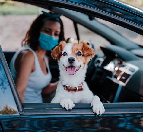 village vets decatur emergency|What to Expect .